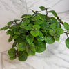 Plectranthus Swedish Ivy Purple, 6 Plant