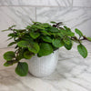 Plectranthus Swedish Ivy Purple, 6 Plant