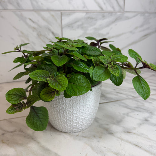 Plectranthus Swedish Ivy Purple, 6 Plant