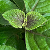 Plectranthus Swedish Ivy Purple, 6 Plant