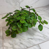 Plectranthus Swedish Ivy Purple, 6 Plant