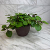 Plectranthus Swedish Ivy Purple, 6 Plant