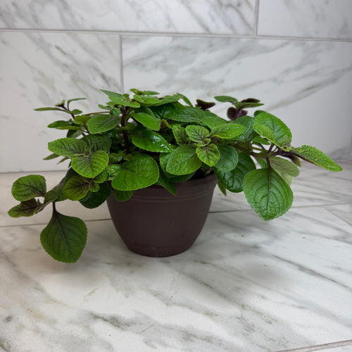 Plectranthus Swedish Ivy Purple, 6 Plant