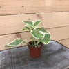 Plectranthus Variegated, 2 Plant
