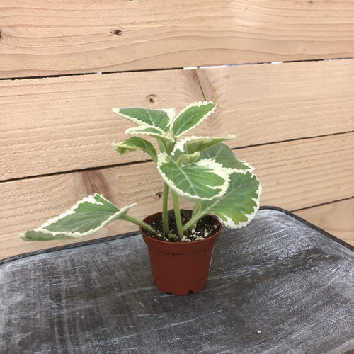 Plectranthus Variegated, 2 Plant