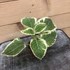 Plectranthus Variegated, 2 Plant