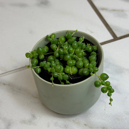 Rowleyanus String of Pearls, 2 Plant