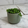 Rowleyanus String of Pearls, 2 Plant