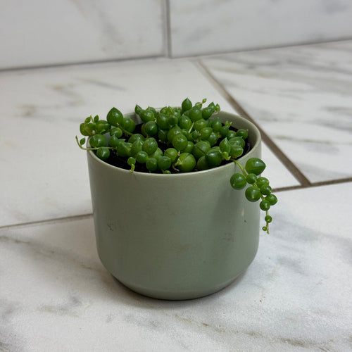 Rowleyanus String of Pearls, 2 Plant