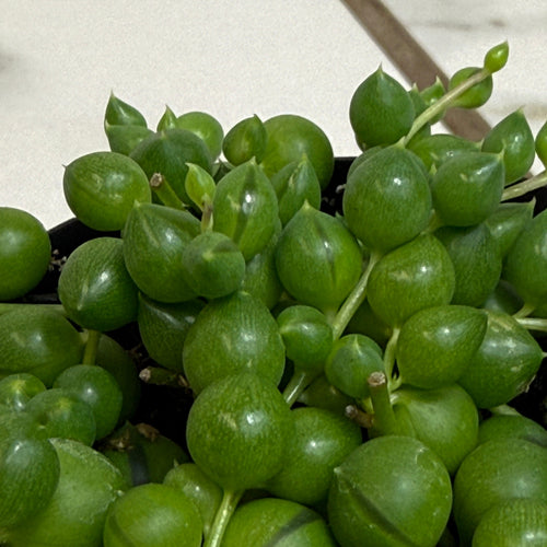 Rowleyanus String of Pearls, 2 Plant