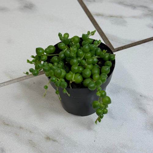 Rowleyanus String of Pearls, 2 Plant