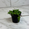 Rowleyanus String of Pearls, 2 Plant