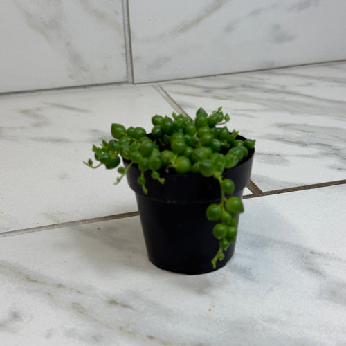 Rowleyanus String of Pearls, 2 Plant