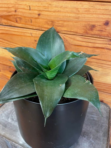 Sansevieria Black Jade Hahnii, 6 Plant