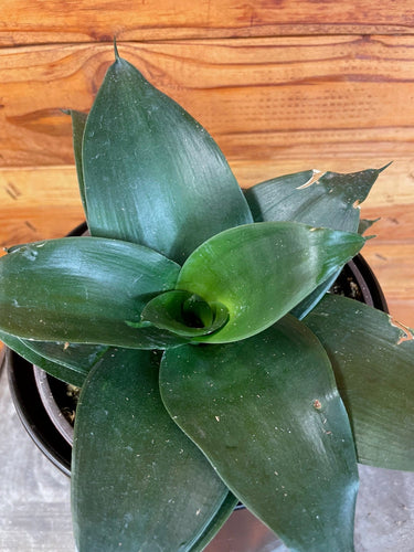 Sansevieria Black Jade Hahnii, 6 Plant