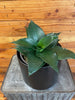 Sansevieria Black Jade Hahnii, 6 Plant