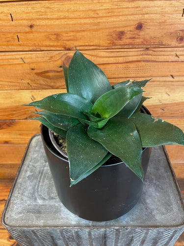Sansevieria Black Jade Hahnii, 6 Plant