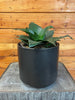 Sansevieria Black Jade Hahnii, 6 Plant
