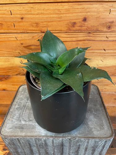 Sansevieria Black Jade Hahnii, 6 Plant