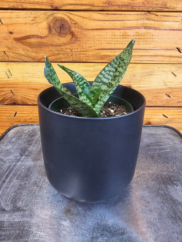 Sansevieria Green Hahnii, 4 Plant