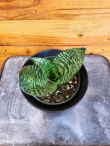 Sansevieria Green Hahnii, 4 Plant
