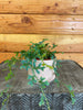 Selaginella Fern Peacock, 2 Plant