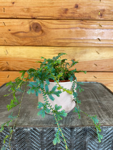 Selaginella Fern Peacock, 2 Plant