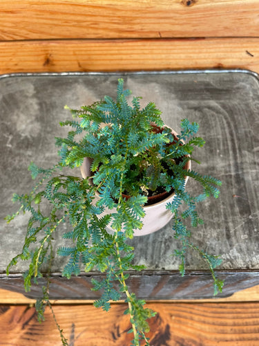 Selaginella Fern Peacock, 2 Plant