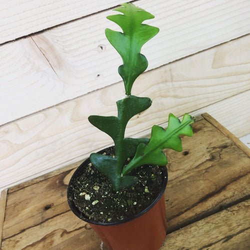 Selenicereus Anthonyanus Fishbone Cactus, 4 Plant