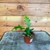 Selenicereus Anthonyanus Fishbone Cactus, 2 Plant