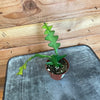 Selenicereus Anthonyanus Fishbone Cactus, 2 Plant
