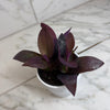 Setcreasea Purple Heart, 4 Plant