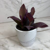 Setcreasea Purple Heart, 4 Plant
