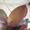 Setcreasea Purple Heart, 4 Plant