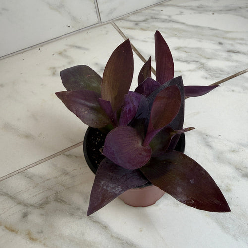 Setcreasea Purple Heart, 4 Plant