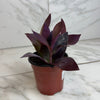 Setcreasea Purple Heart, 4 Plant