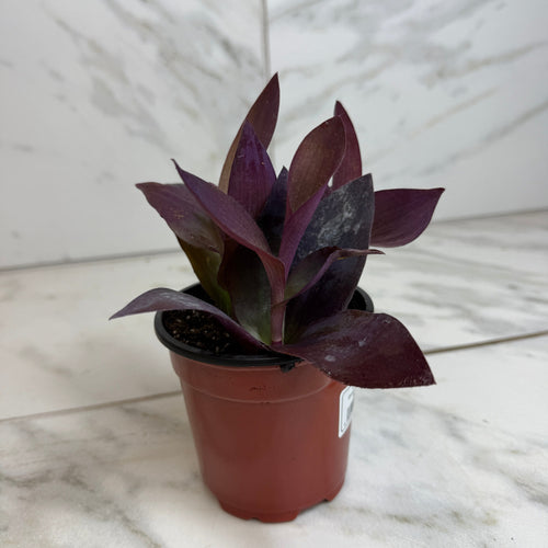 Setcreasea Purple Heart, 4 Plant