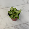 Syngonium Yami Red Wine, 4 Plant