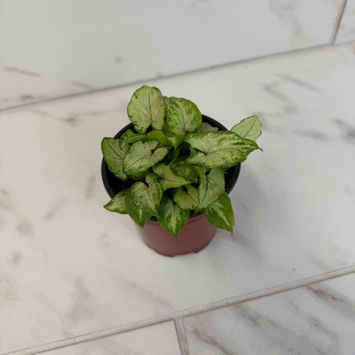 Syngonium Yami Red Wine, 4 Plant