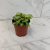 Syngonium Yami Red Wine, 4 Plant