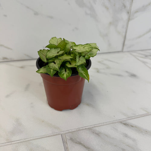 Syngonium Yami Red Wine, 4 Plant