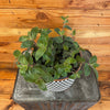 Tradescantia Baby Bunny Bellies 6 Plant