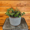 Tradescantia Baby Bunny Bellies 6 Plant