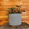 Tradescantia Baby Bunny Bellies 6 Plant