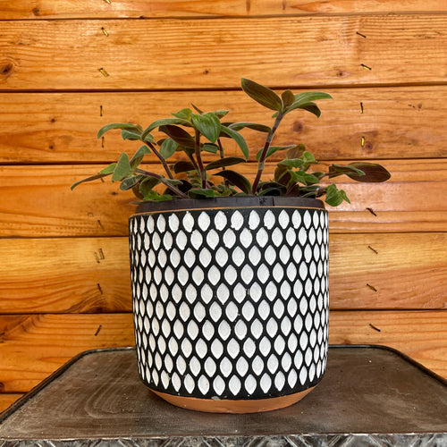 Tradescantia Baby Bunny Bellies 6 Plant