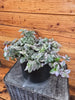 Tradescantia Lollipop, 6 Plant