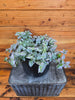 Tradescantia Lollipop, 6 Plant