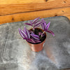 Tradescantia Pink Paradise, 2 Plant