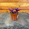Tradescantia Pink Paradise, 2 Plant