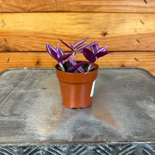 Tradescantia Pink Paradise, 2 Plant